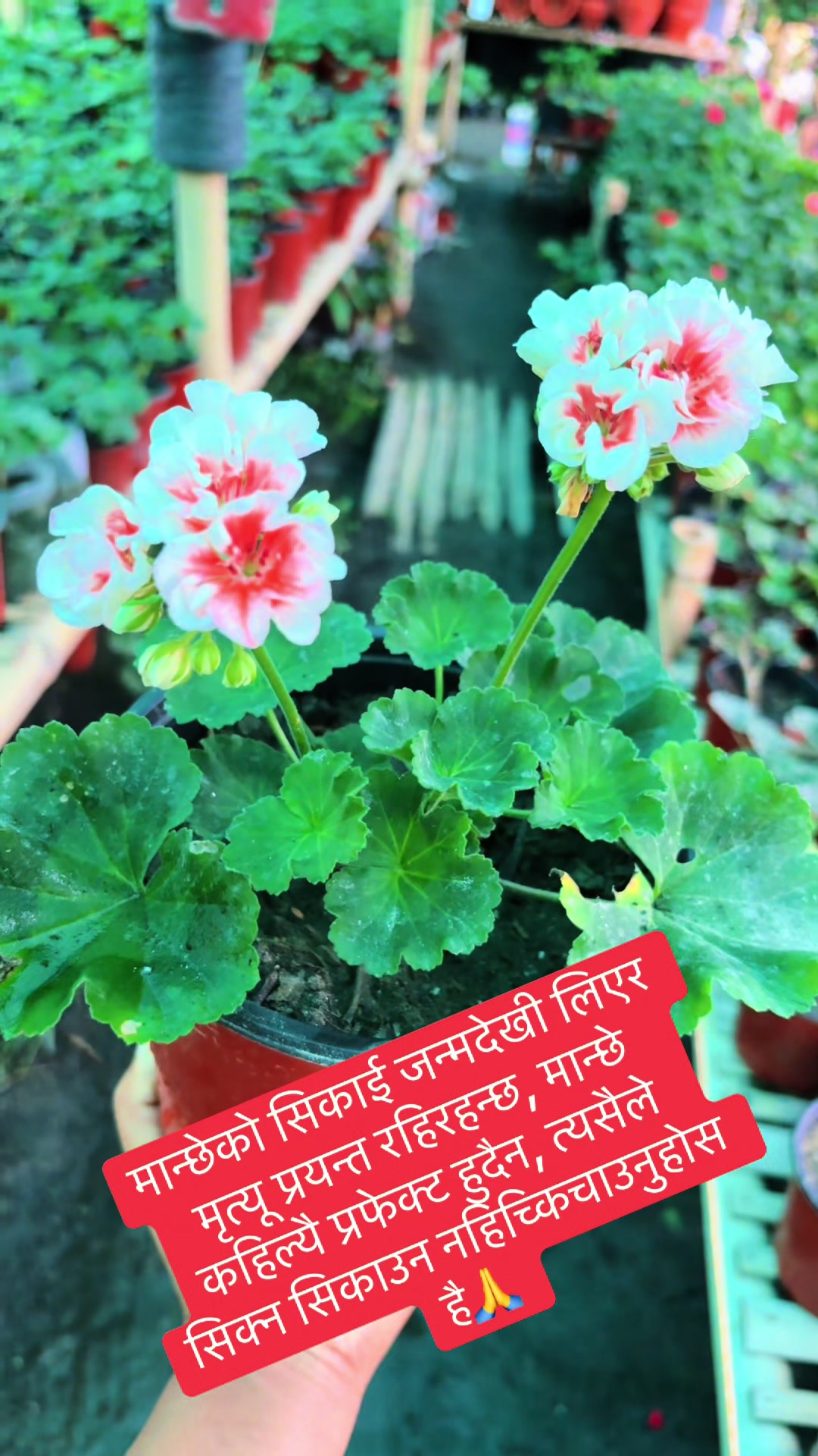 @Nirvan Nursery