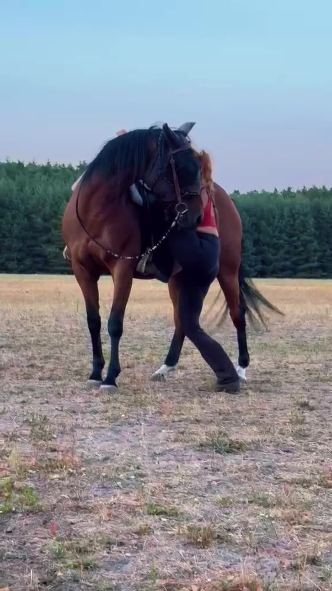 @Cestou Horsemanshipu