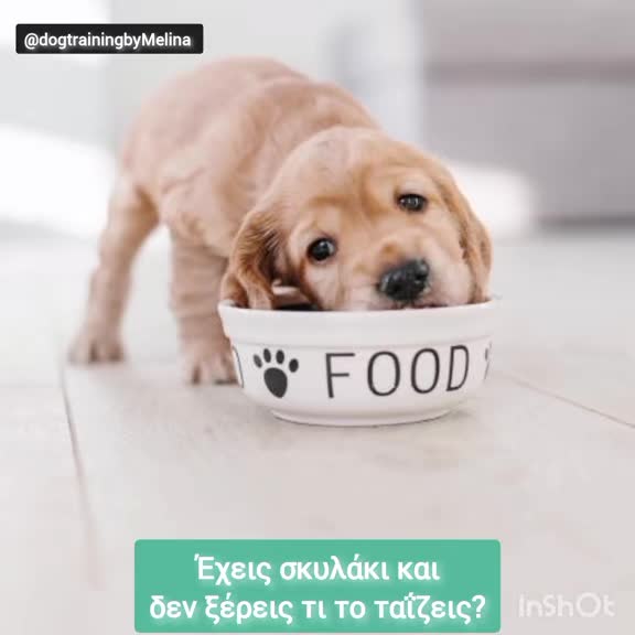 @dogtrainingbymelina