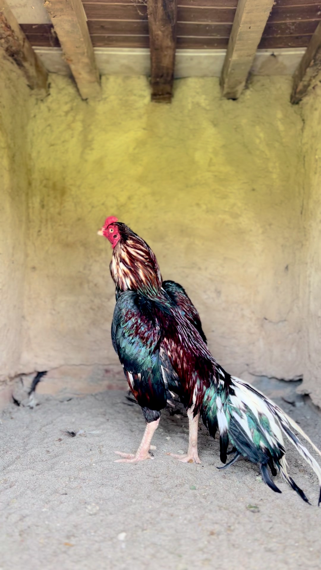 @Aseel 🐓
