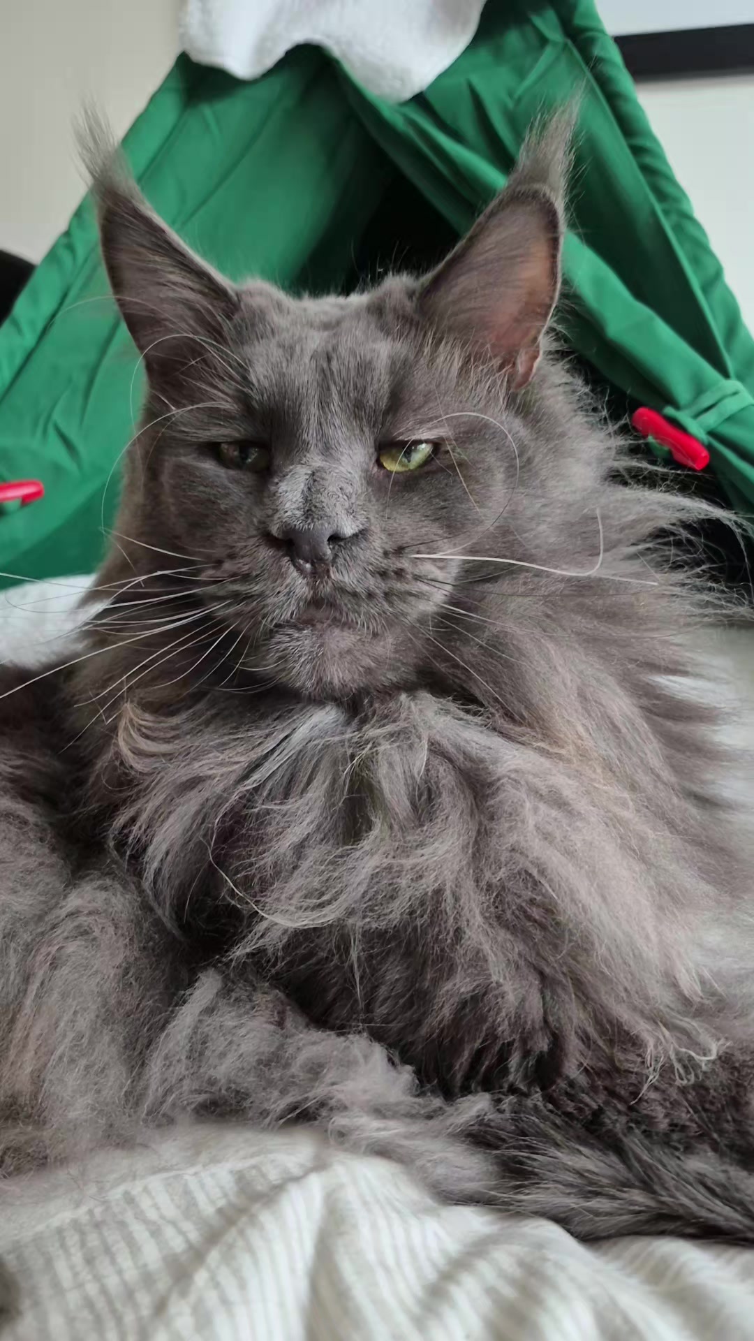 @Ragnar the Maine Coon 🐈