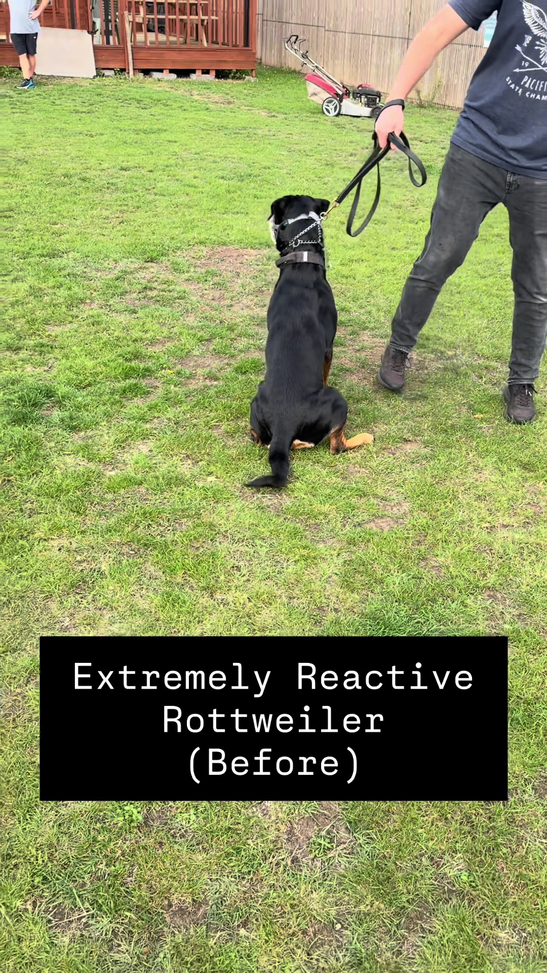 @SouthendDogTraining