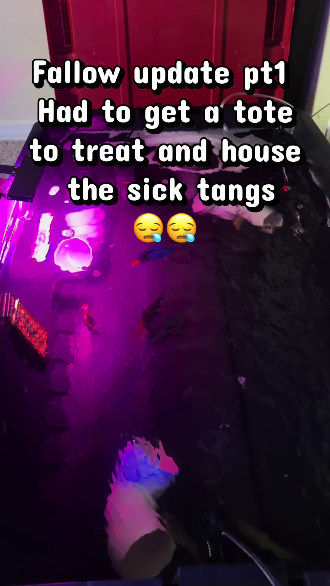 @sohaltangreef