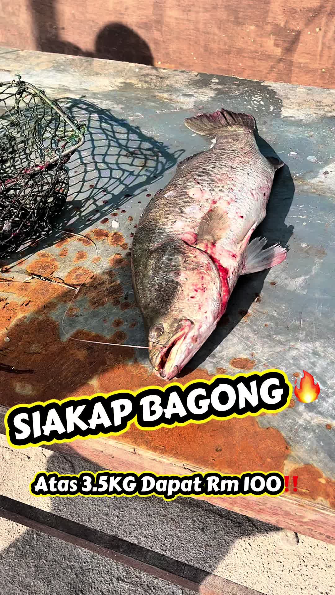 @M Z Reel 🎣