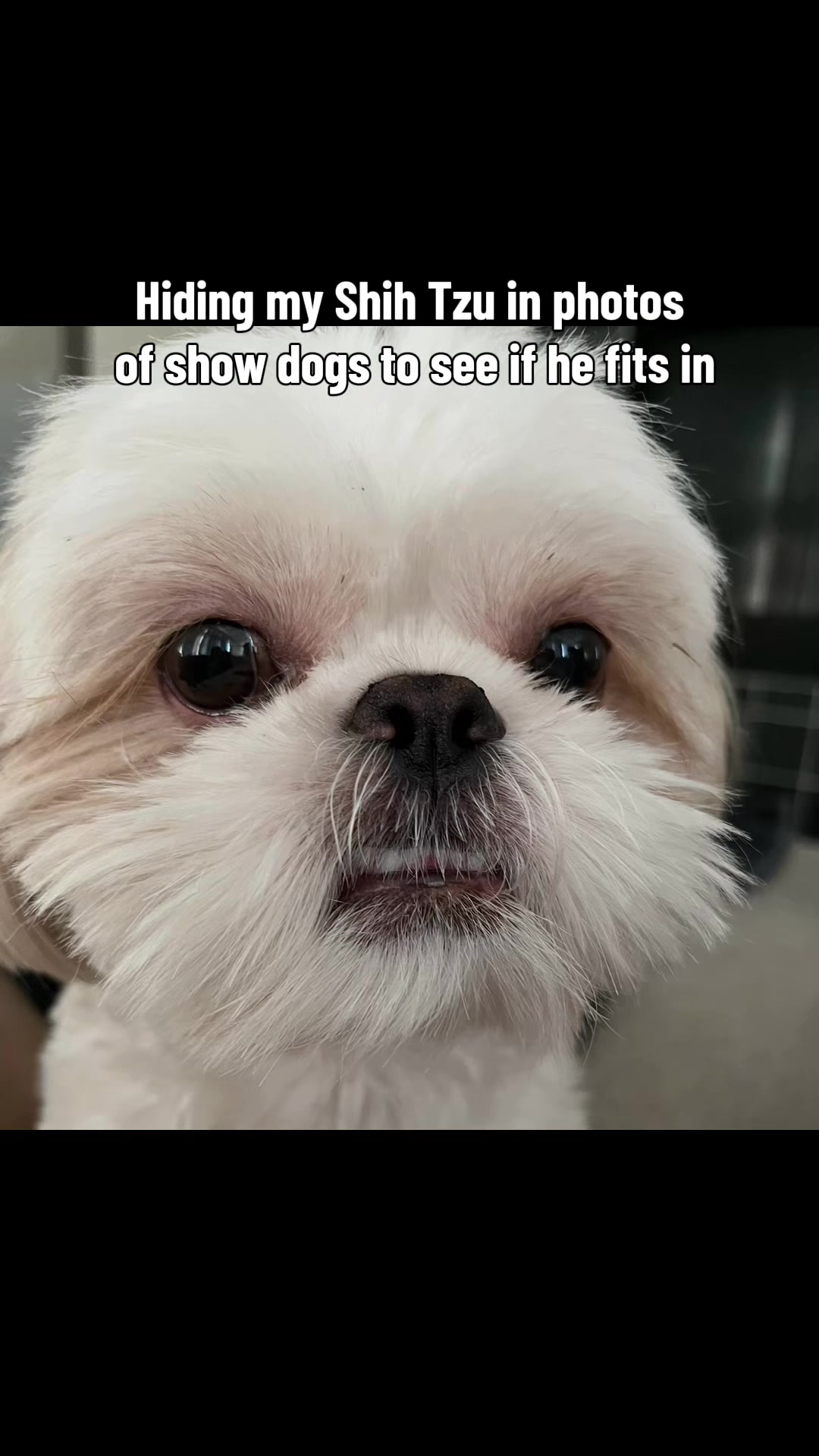 @Hugh the Shih Tzu