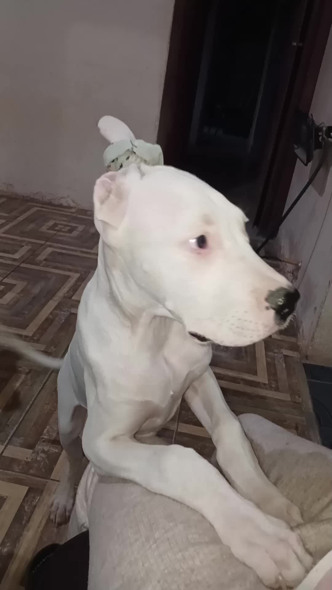 @abii_0810
