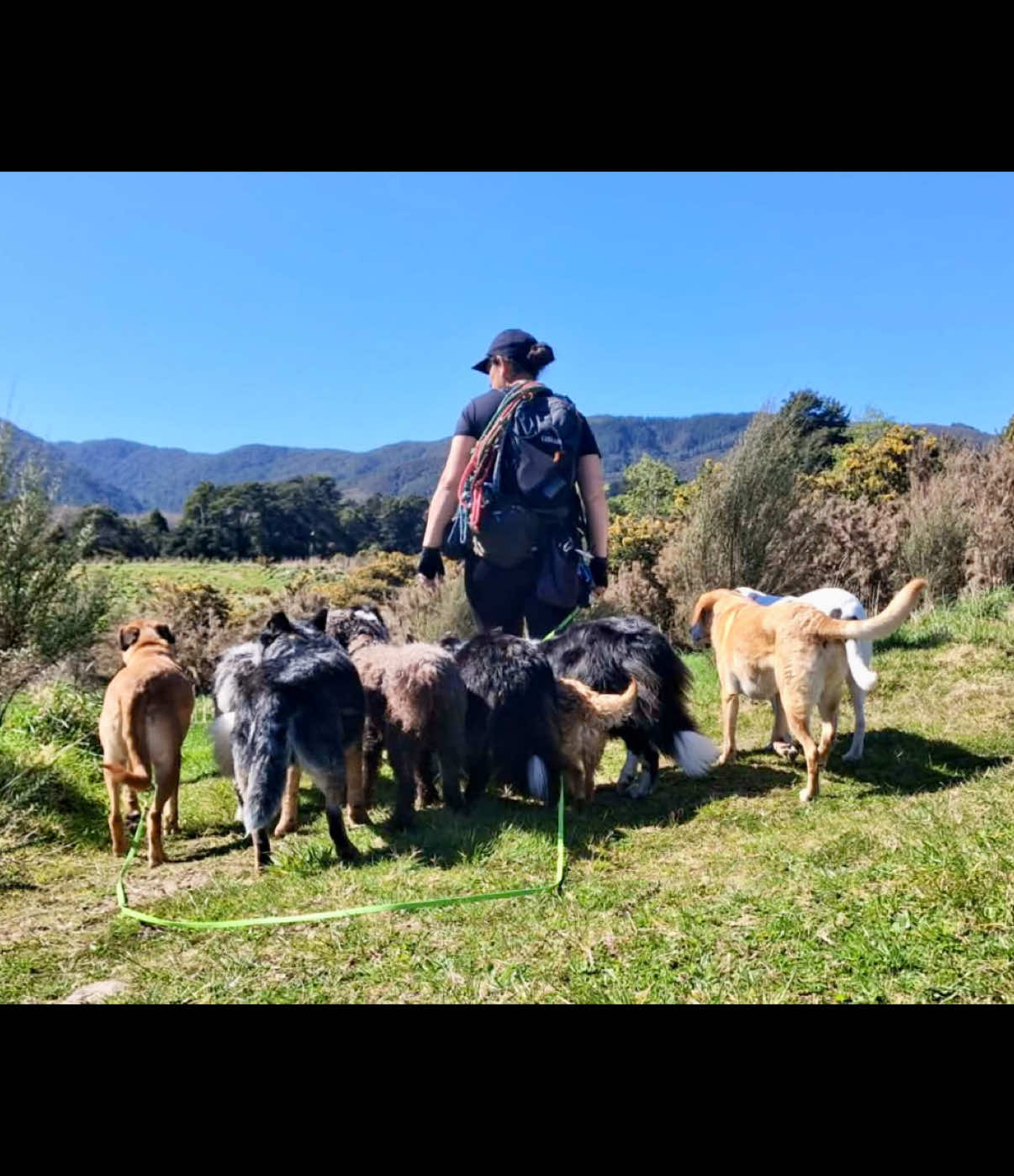@Beks 🐺 Dog Handler 🇳🇿