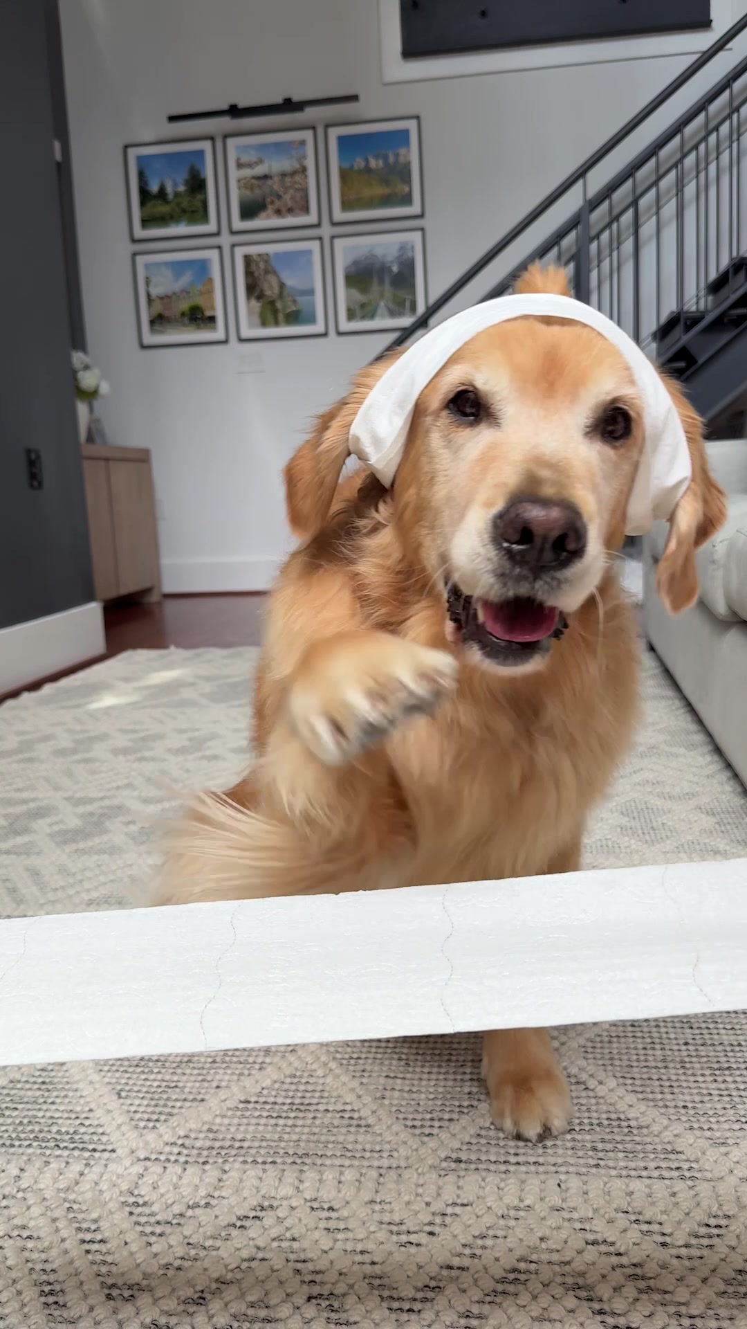 @Golden Retriever Life