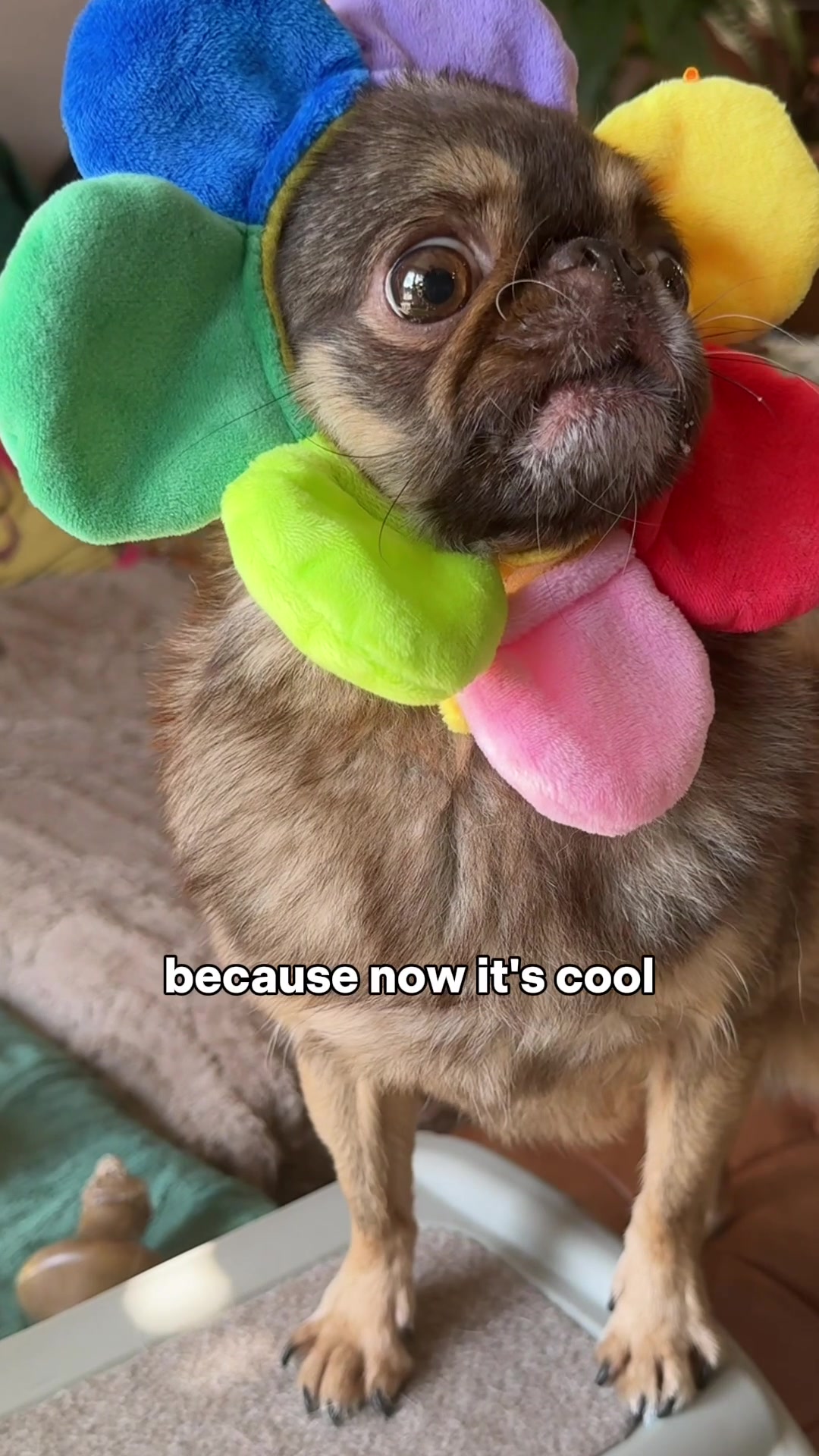 @ChilliThePug