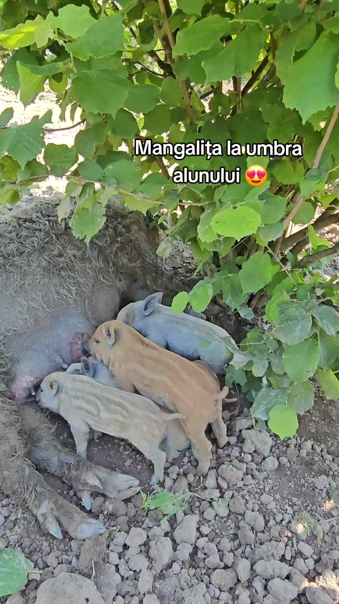 @bunatatidecasacristina