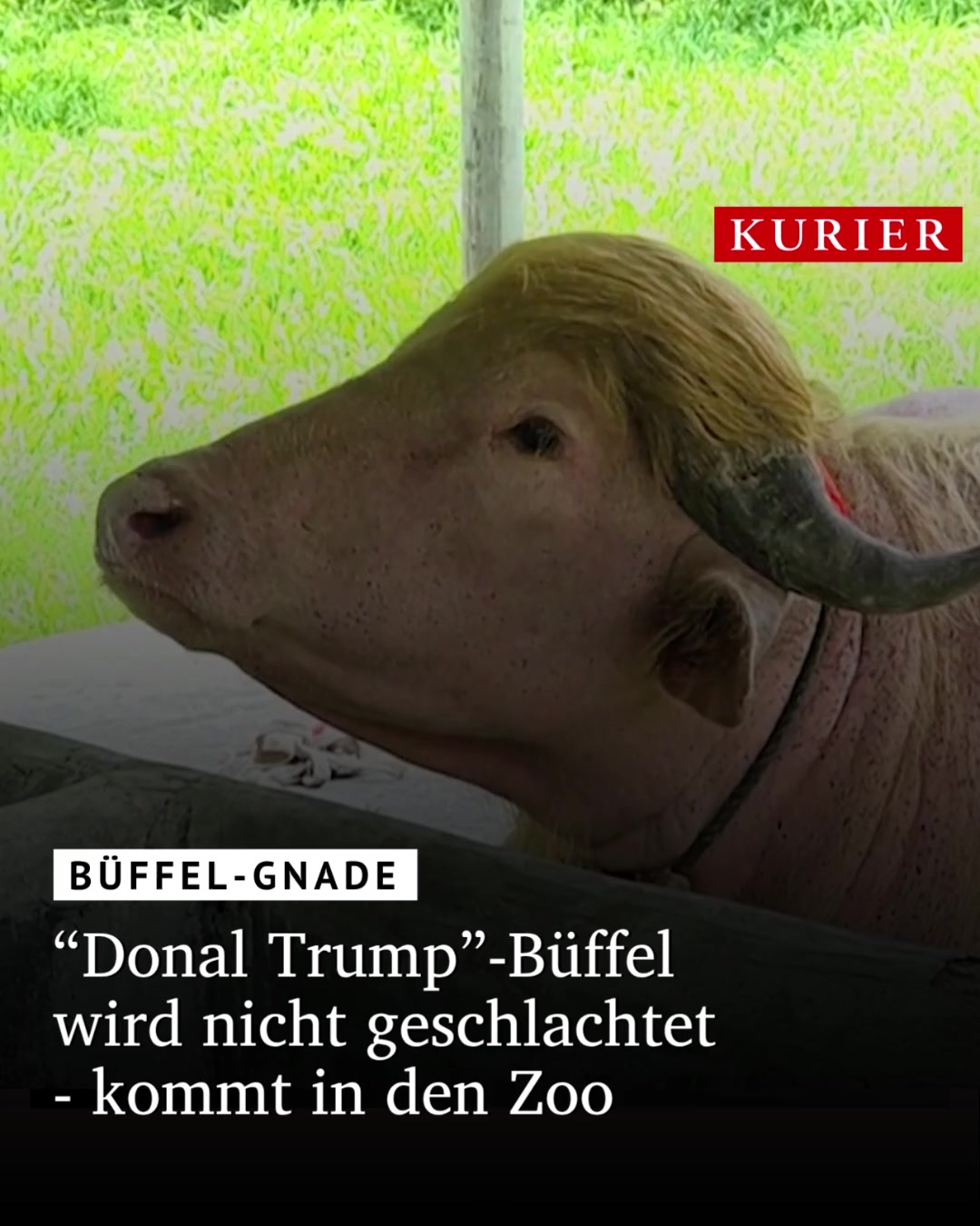 @KURIER