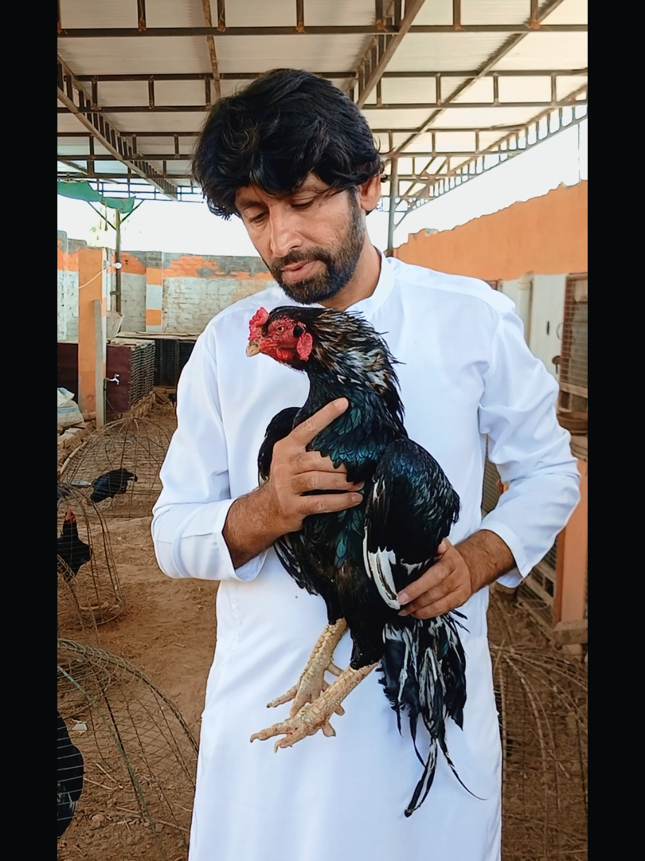 @Sajjad Aseel Farm
