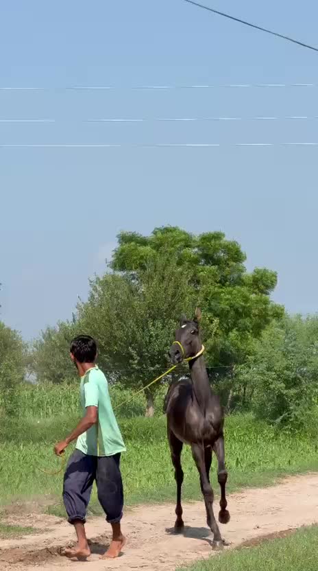 @Only Horse Video 🐴🐴