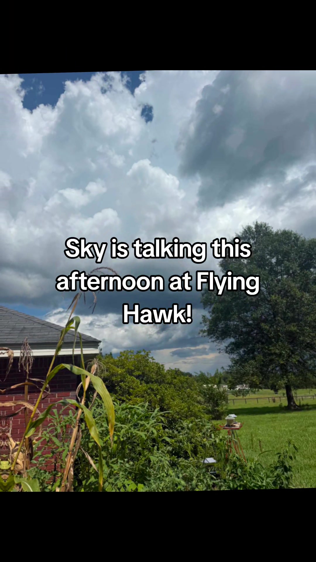 @Flying Hawk Homestead