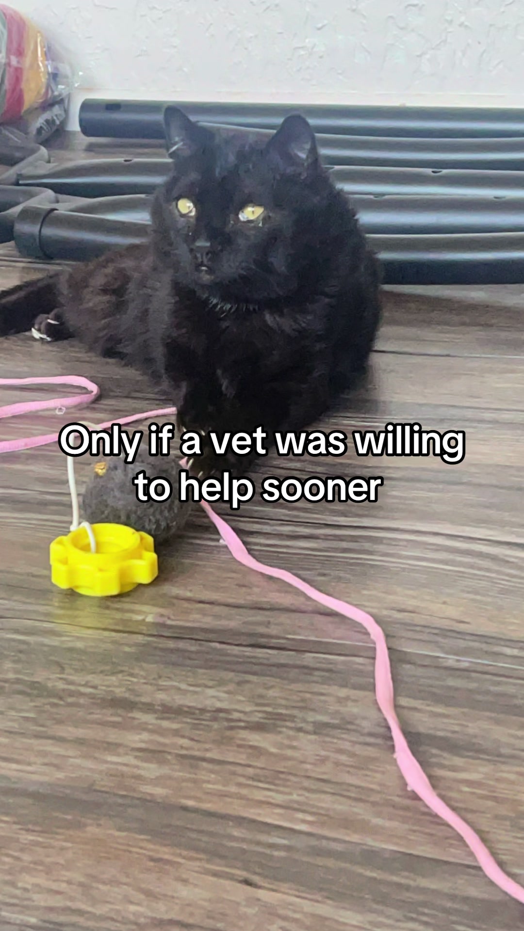 @Meow Meow