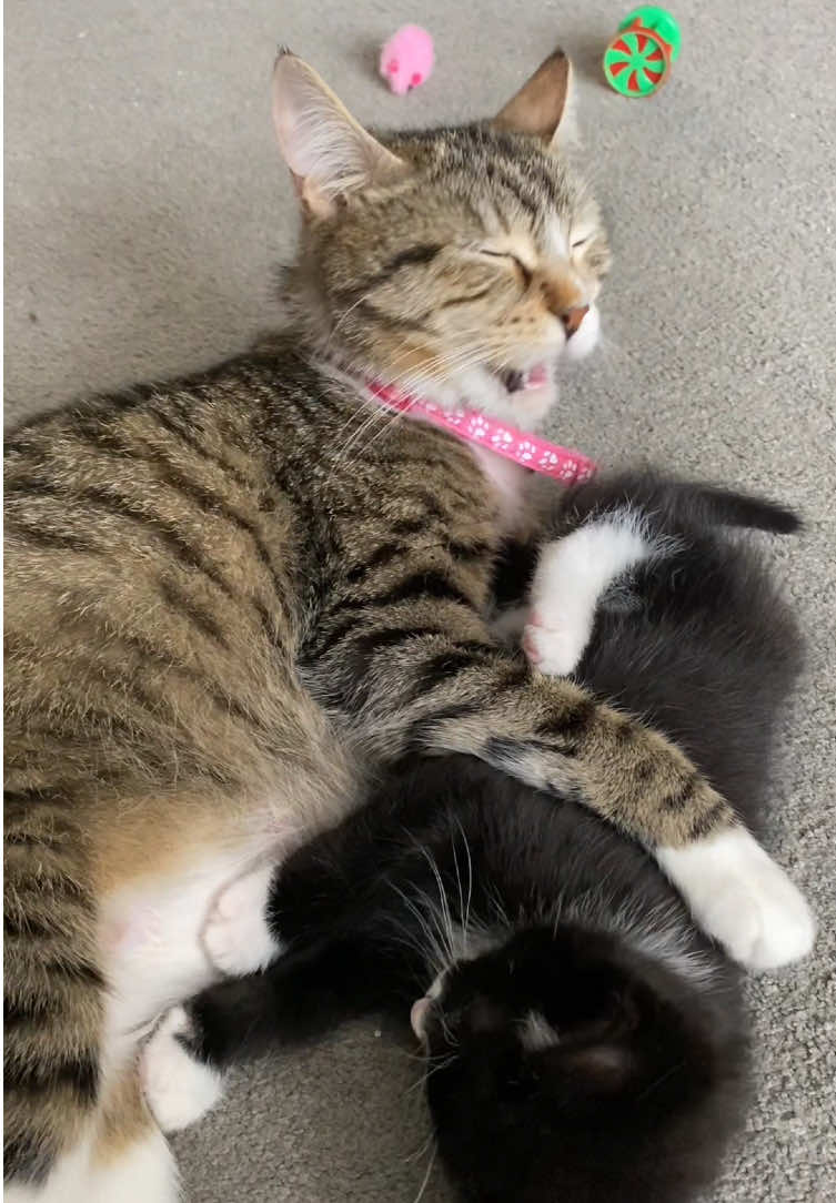 @Chloe Cat