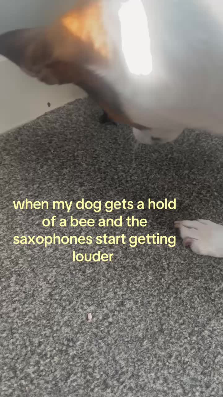 @🌺