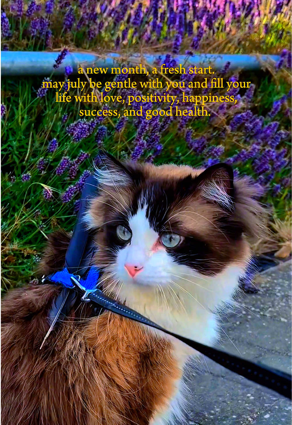@Ted the ragdoll cat 🐾
