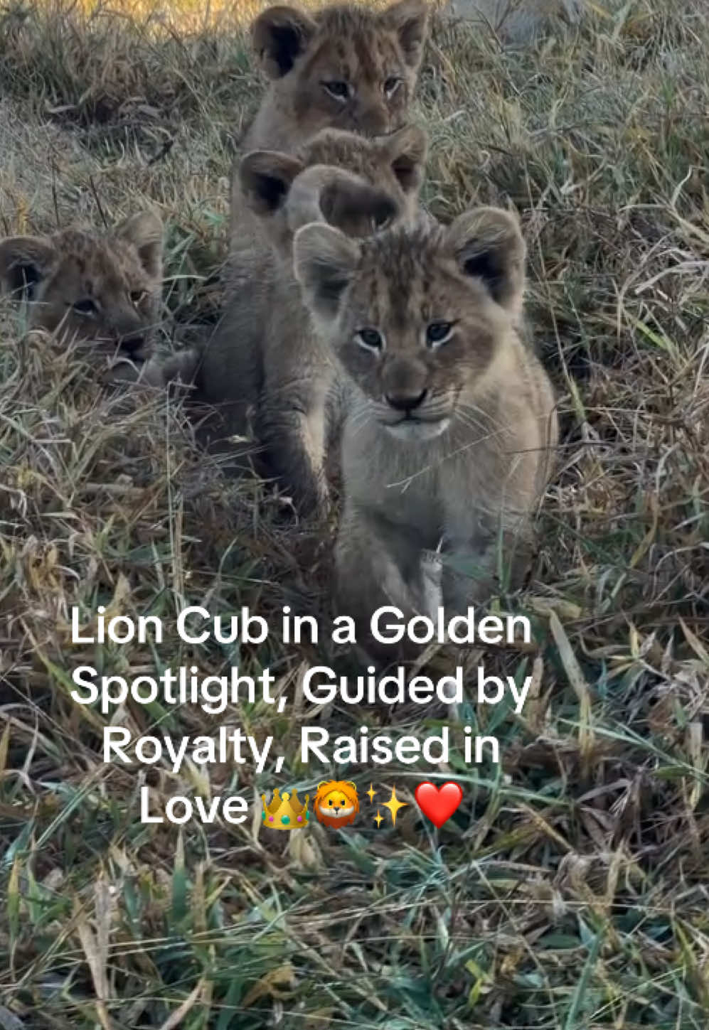 @KJ@LoveAnimalsEpicNature