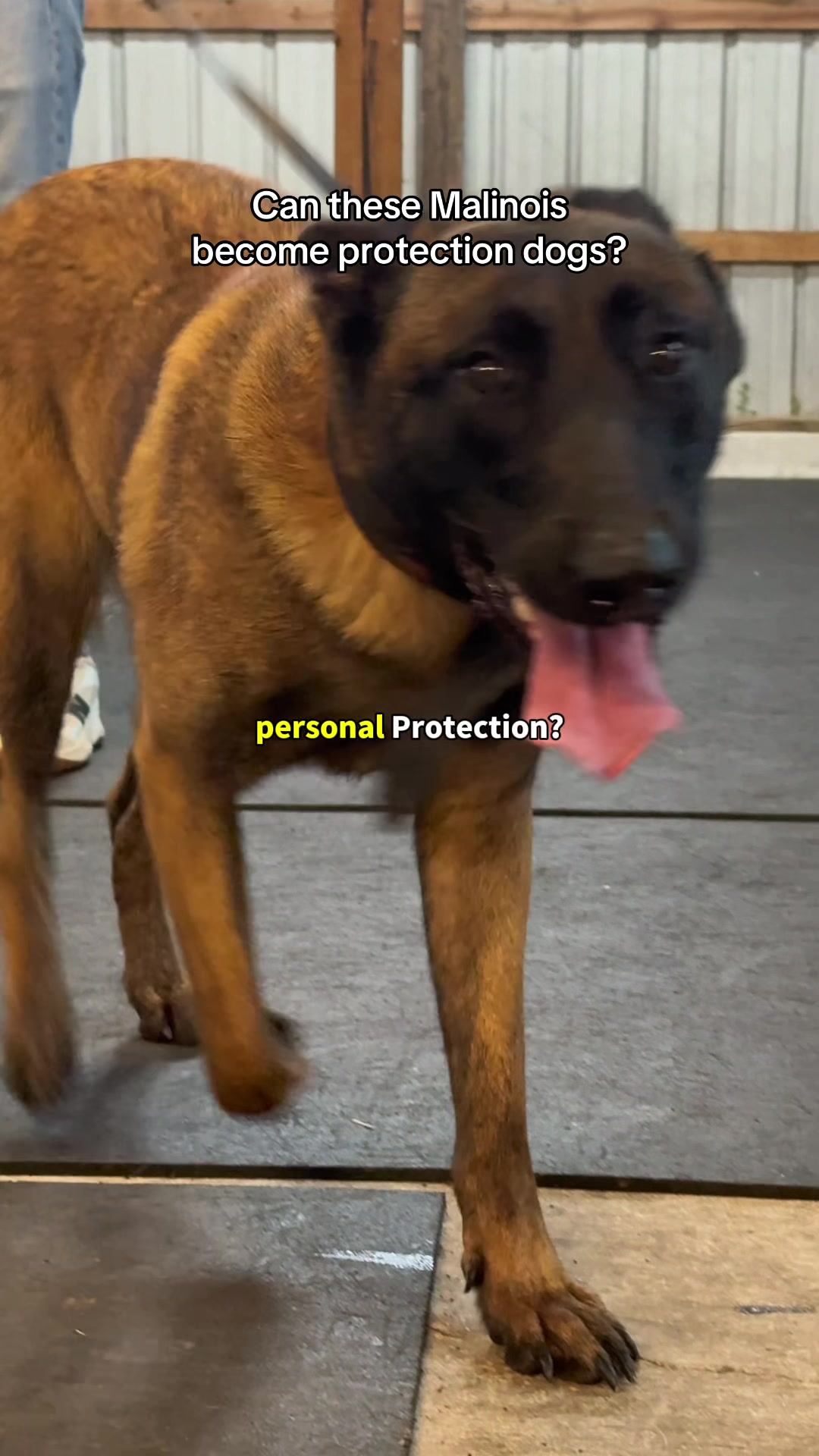 @True Guard K9 I Tara