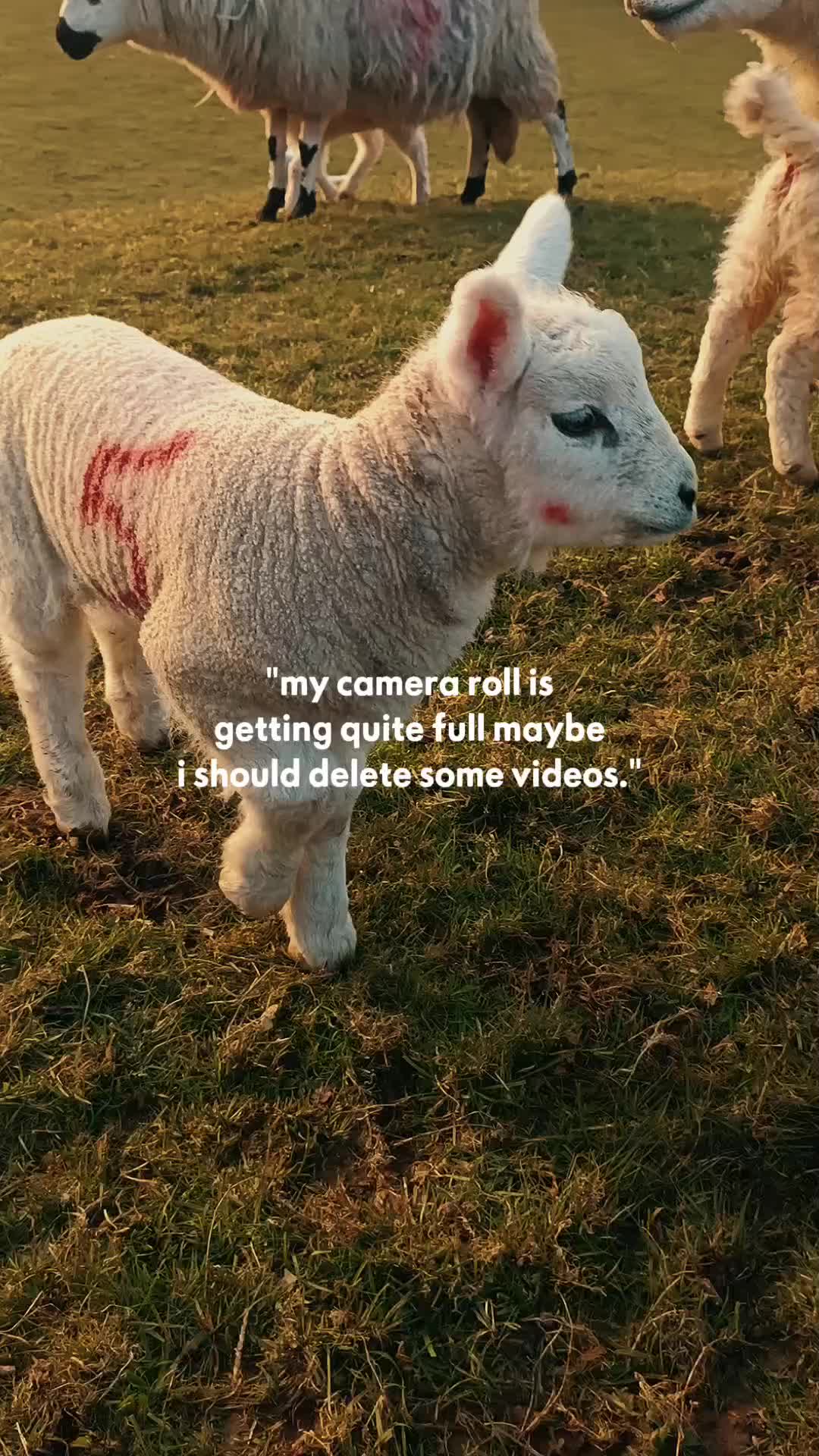 @fieldsforevere42
