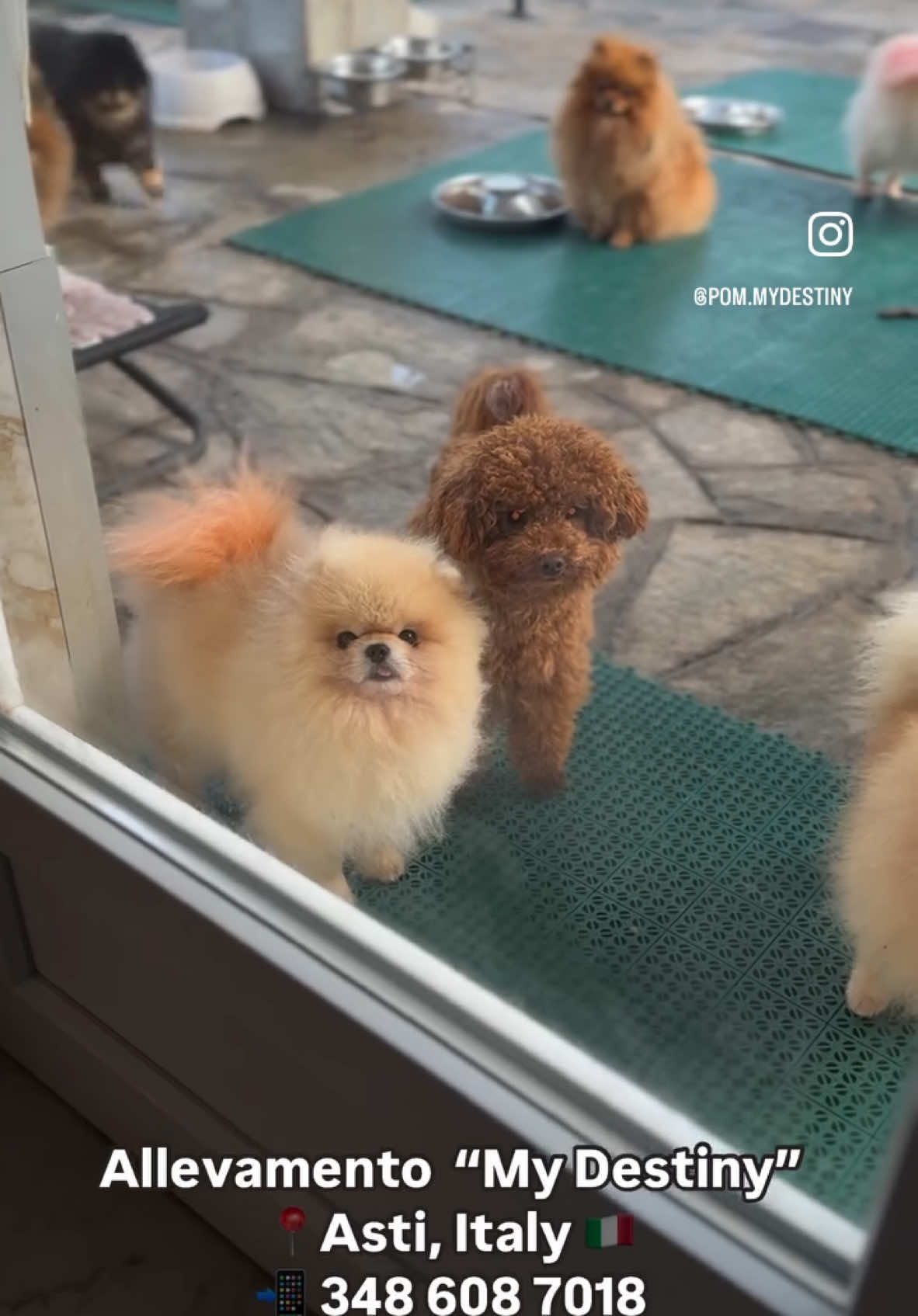 @pom.mydestiny