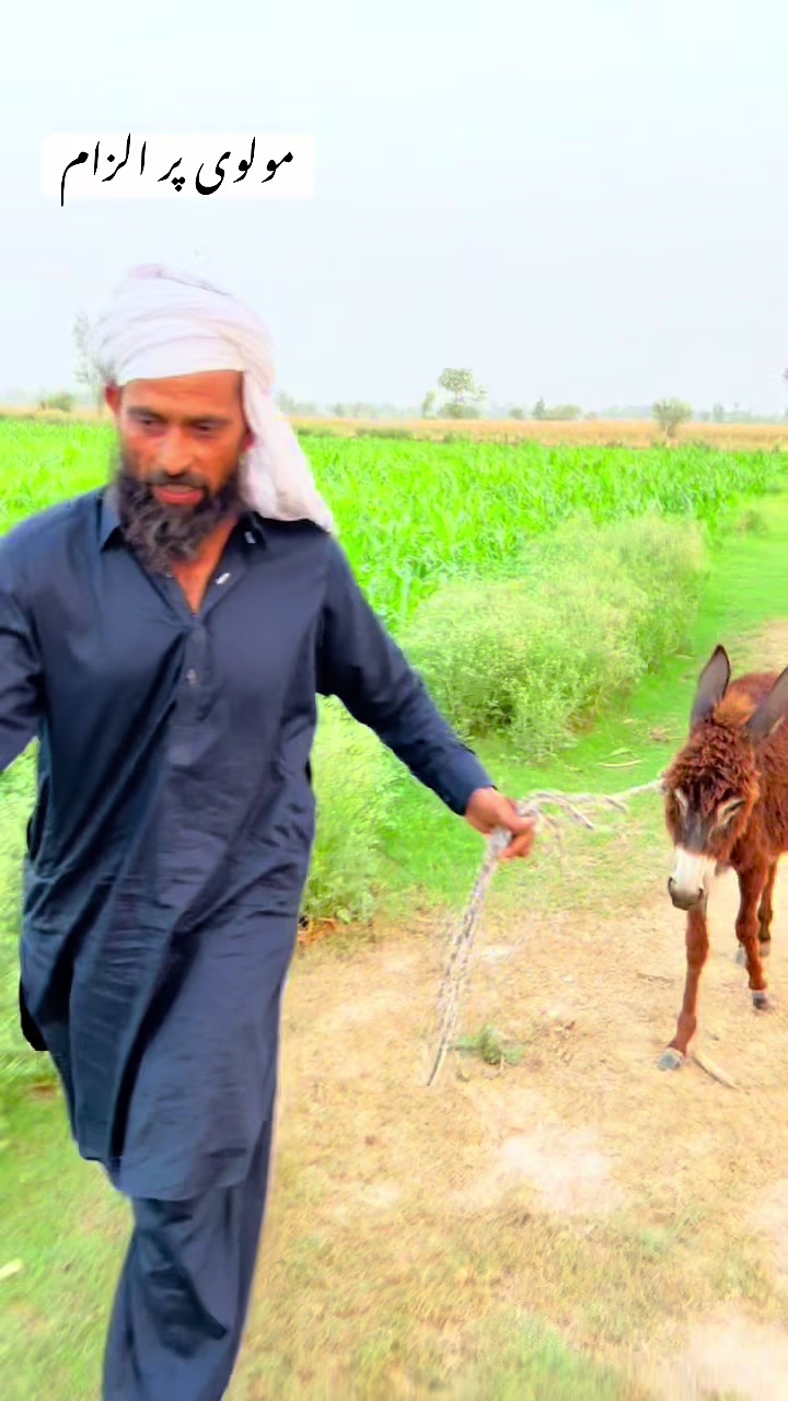 @پینڈو بوائز 378
