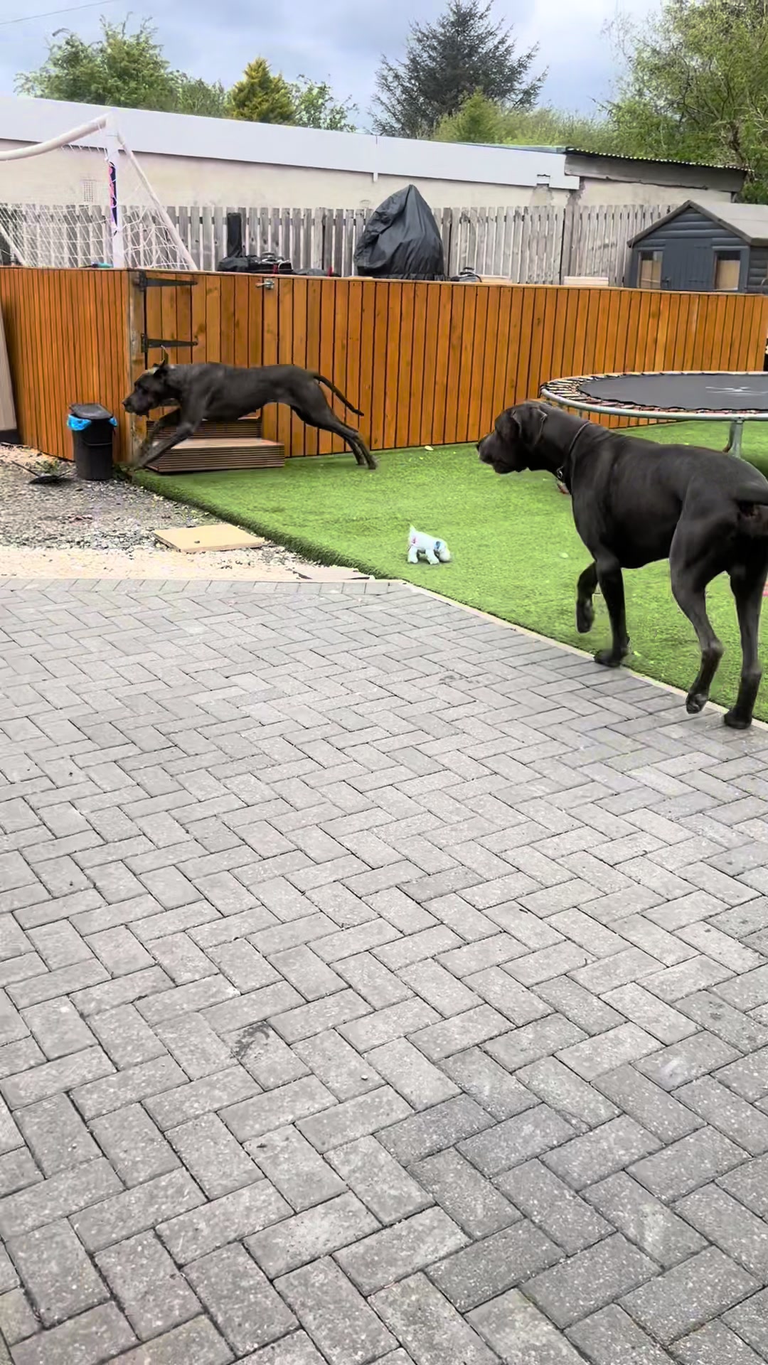 @Chateaudain Great Danes