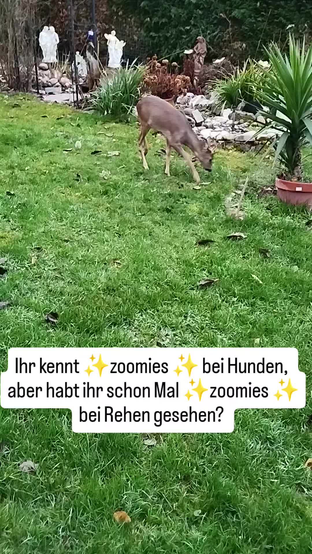 @PeanutundAponi🐶🐾