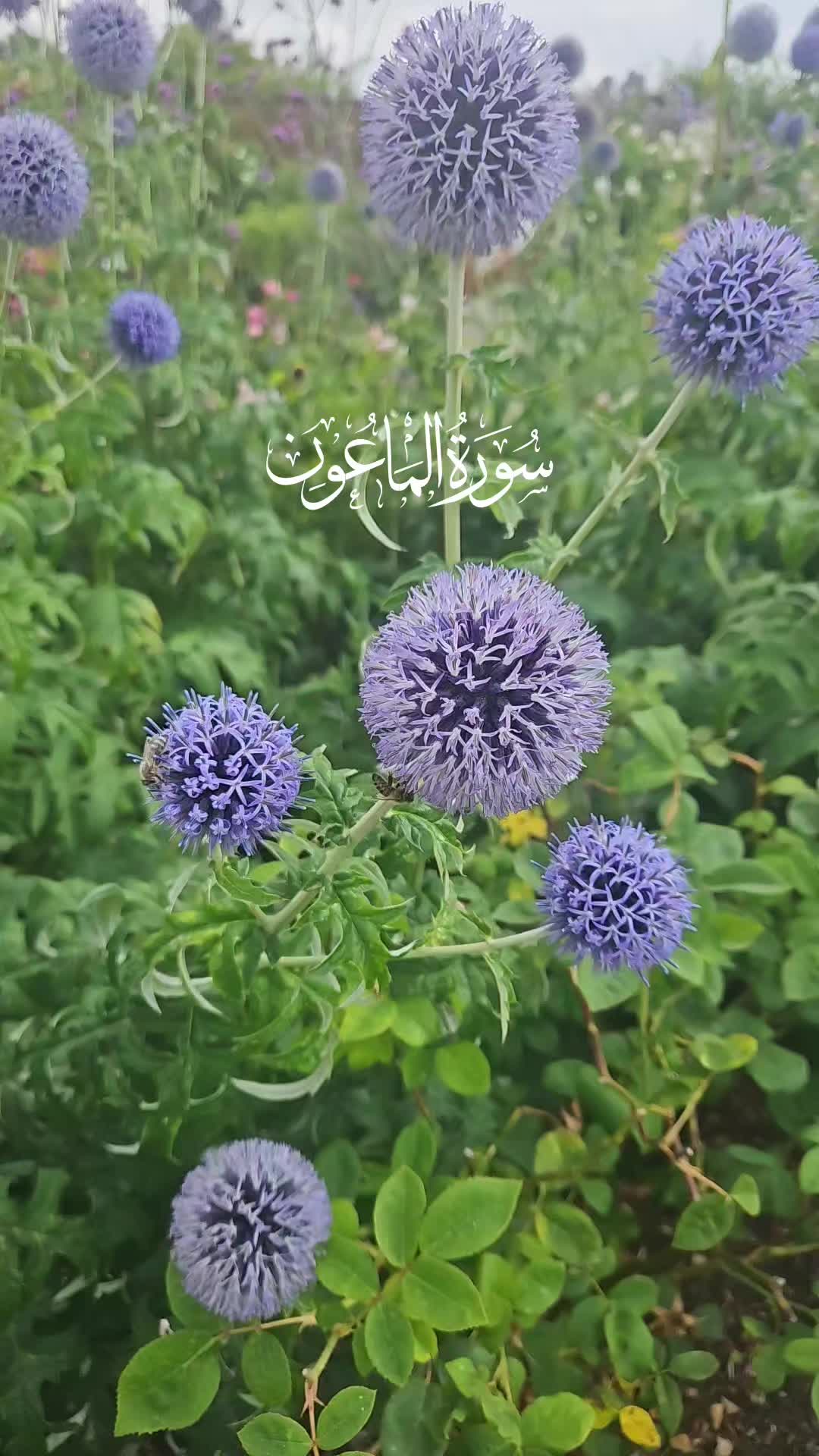 @Pray4WorldPeace