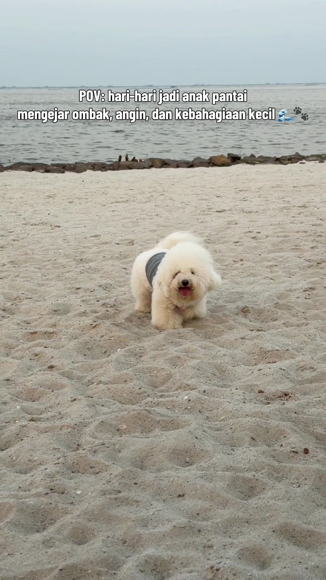@Donut The Bichon