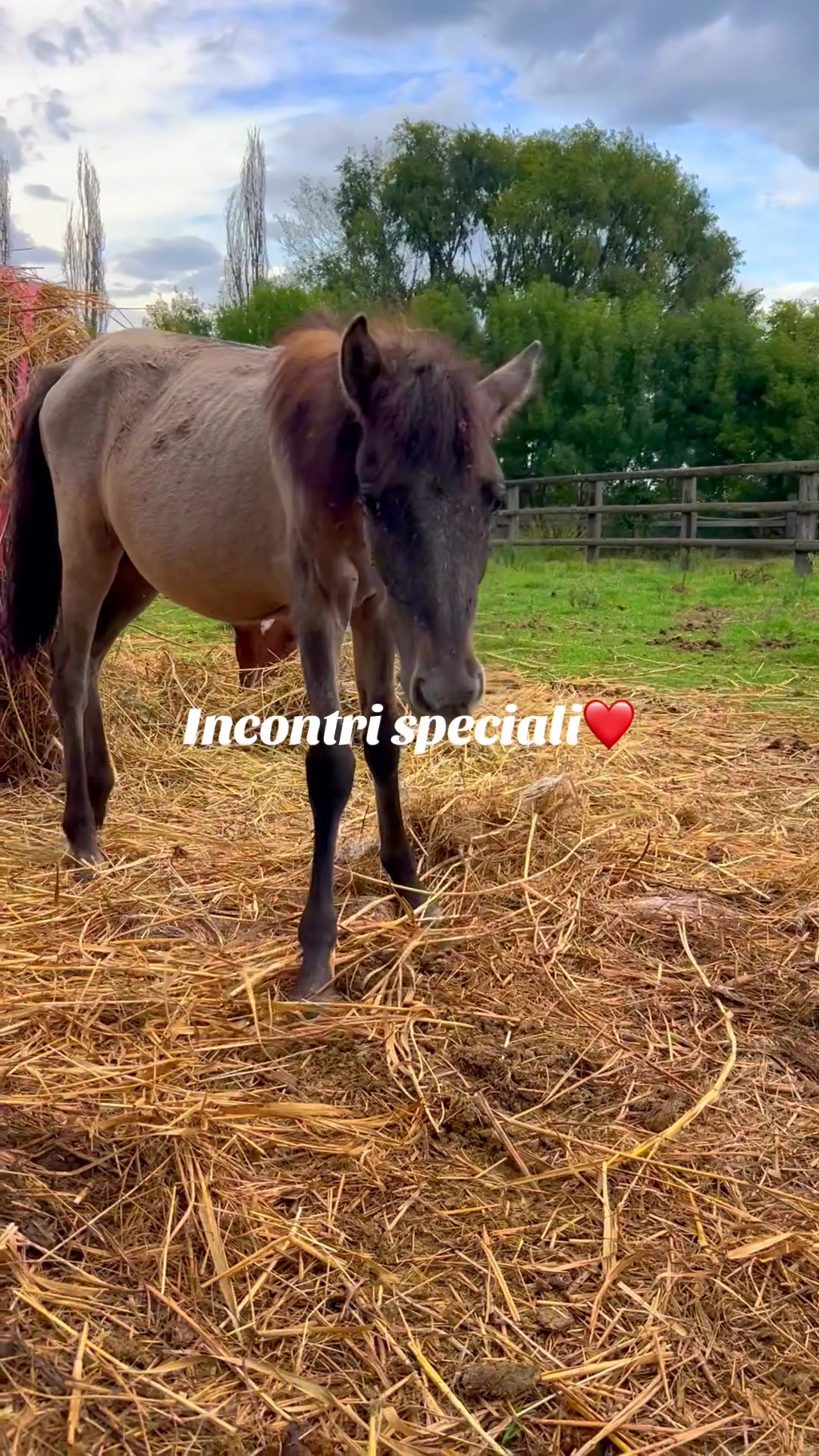 @Passione animali ❤️