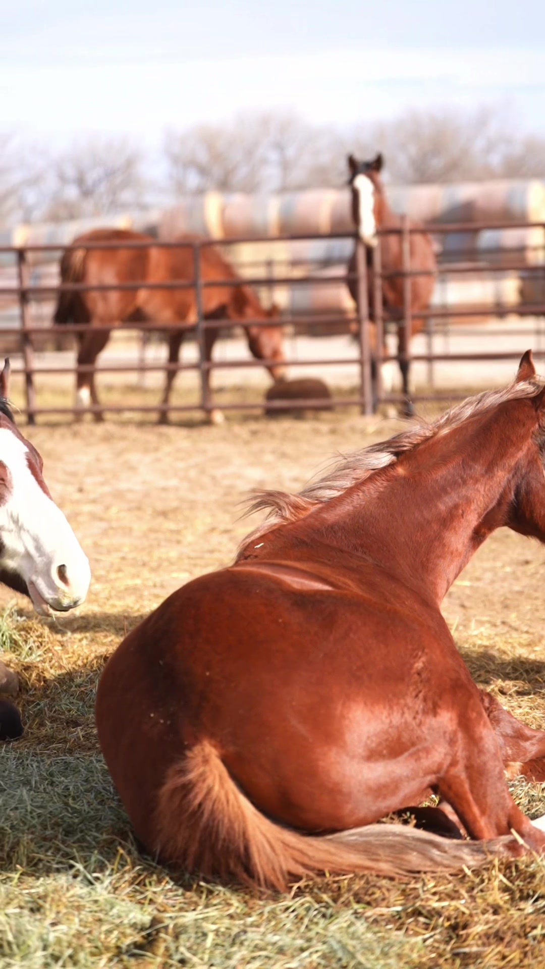 @88 Ranch Performance Horses