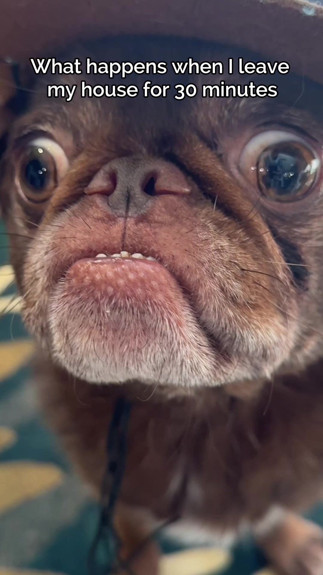 @ChilliThePug