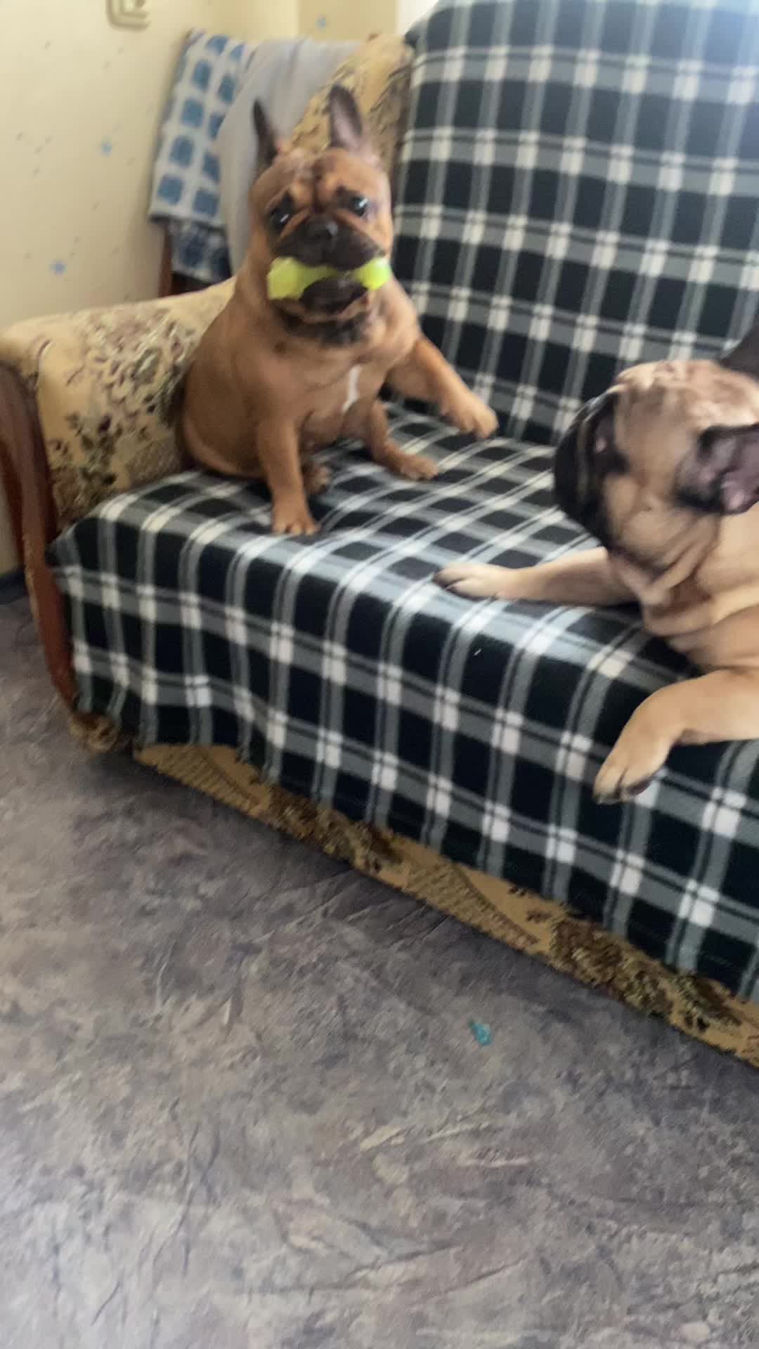 @_holly_bulls_