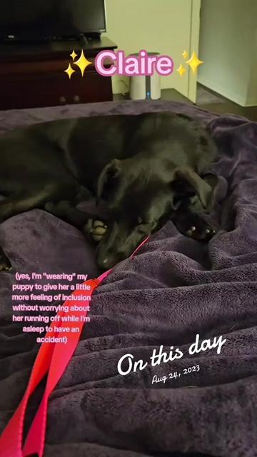 @Kristen THE CrazyLabLady🐕🐾