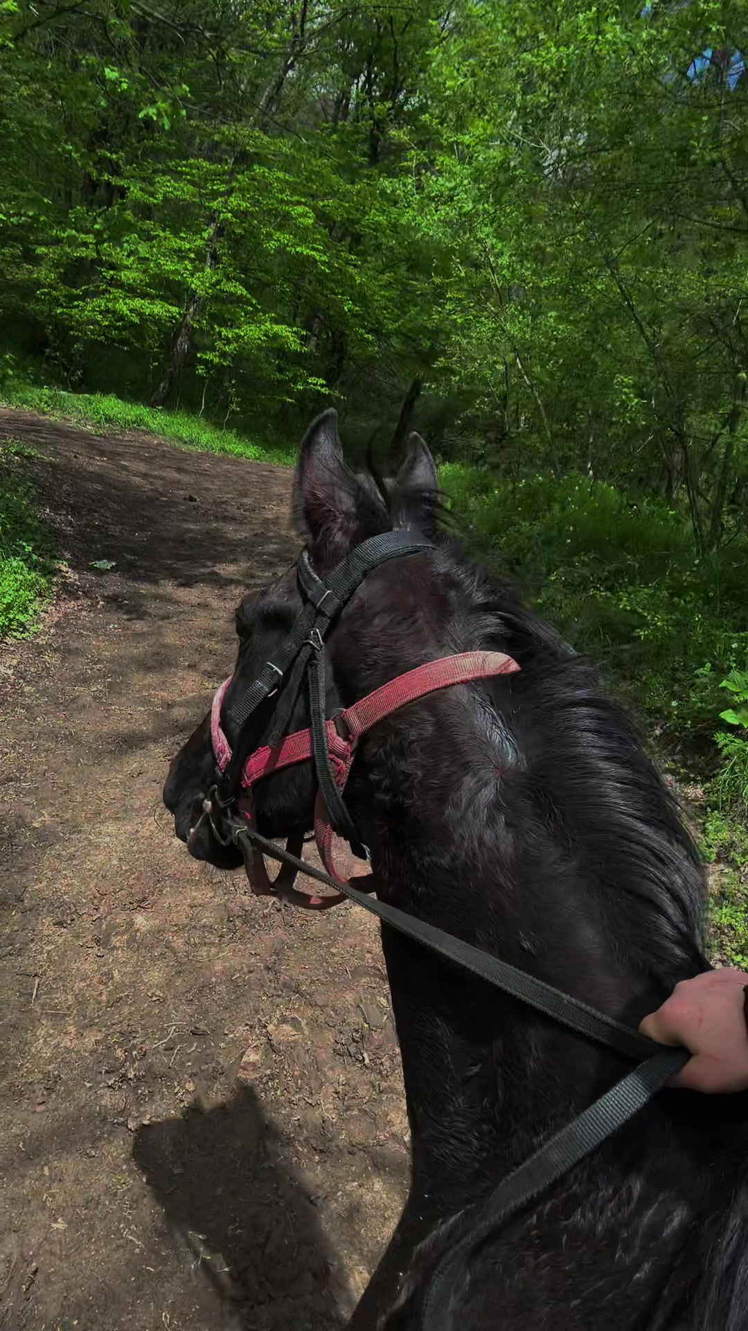 @horselakia