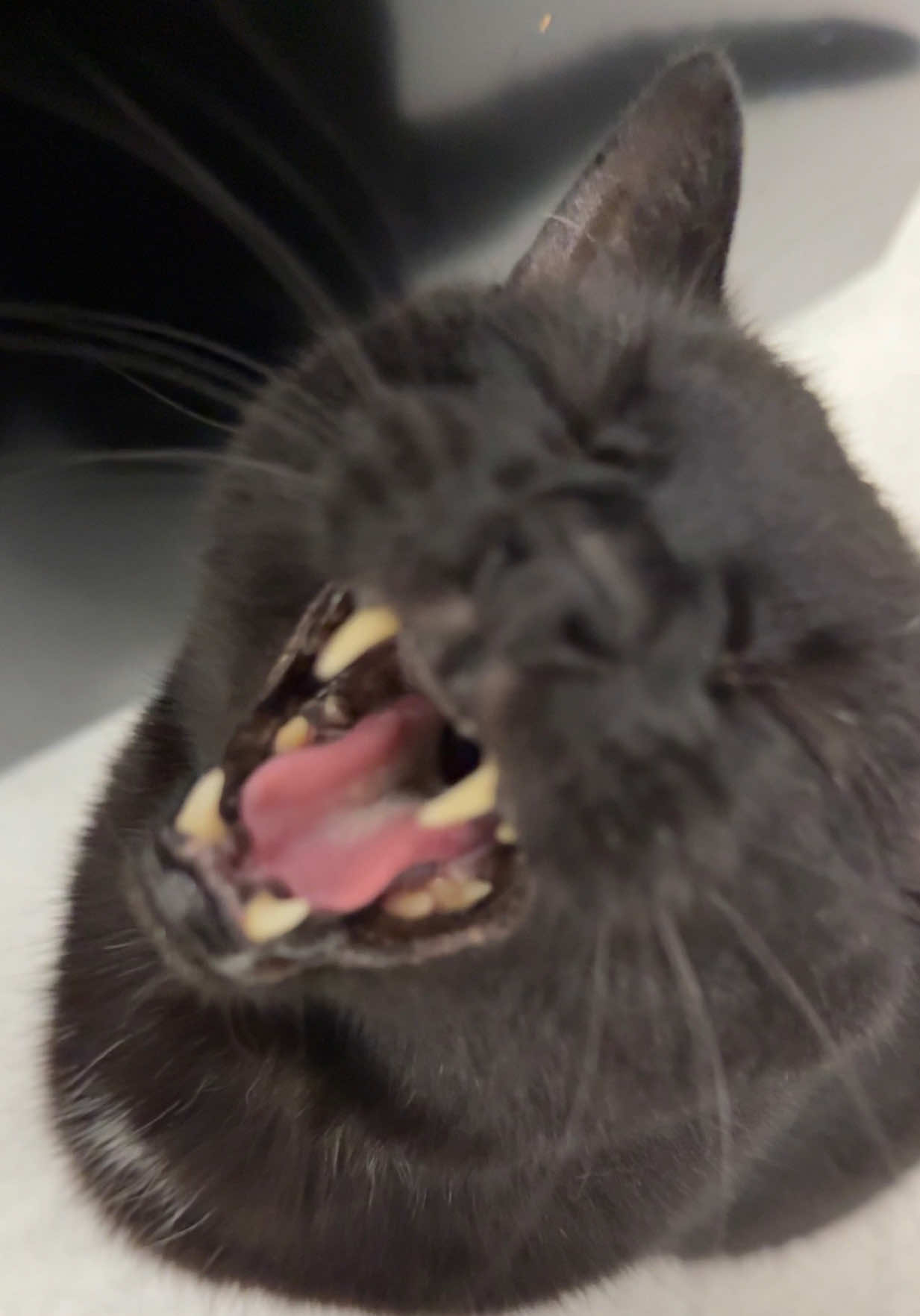 @Teefie_tribe 🐈⬛🐈⬛🐈🦷🦷