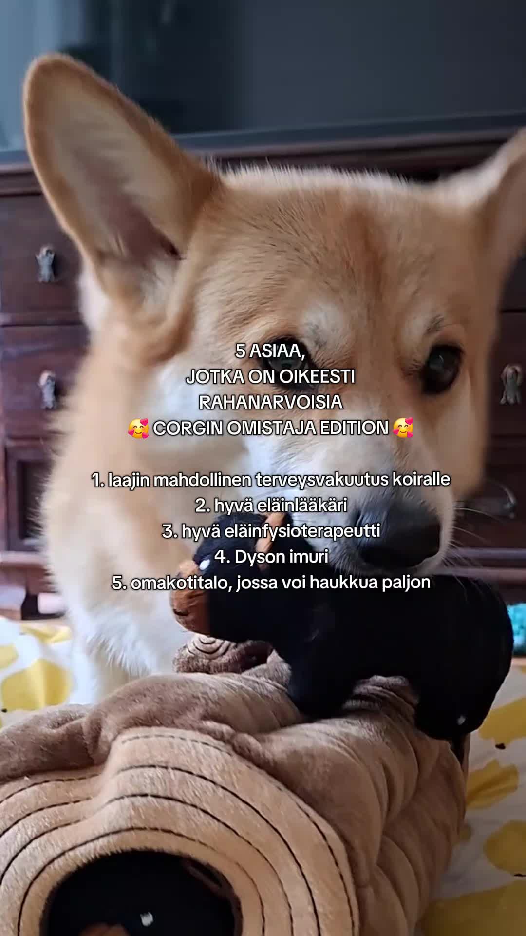 @Kaisa | koirien puolella đ¶