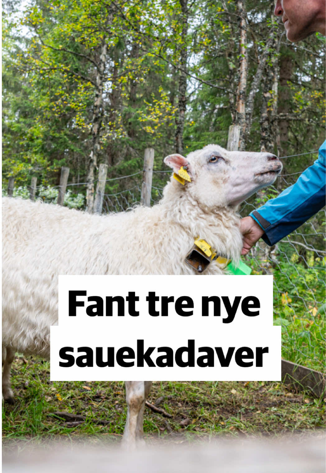 @Trønder-Avisa