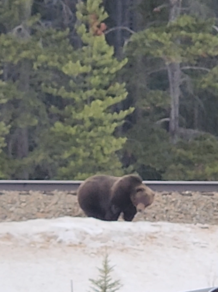 @Banff Nature and Wildlife