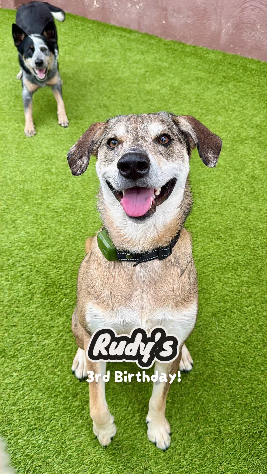 @Waghouse Dog Daycare