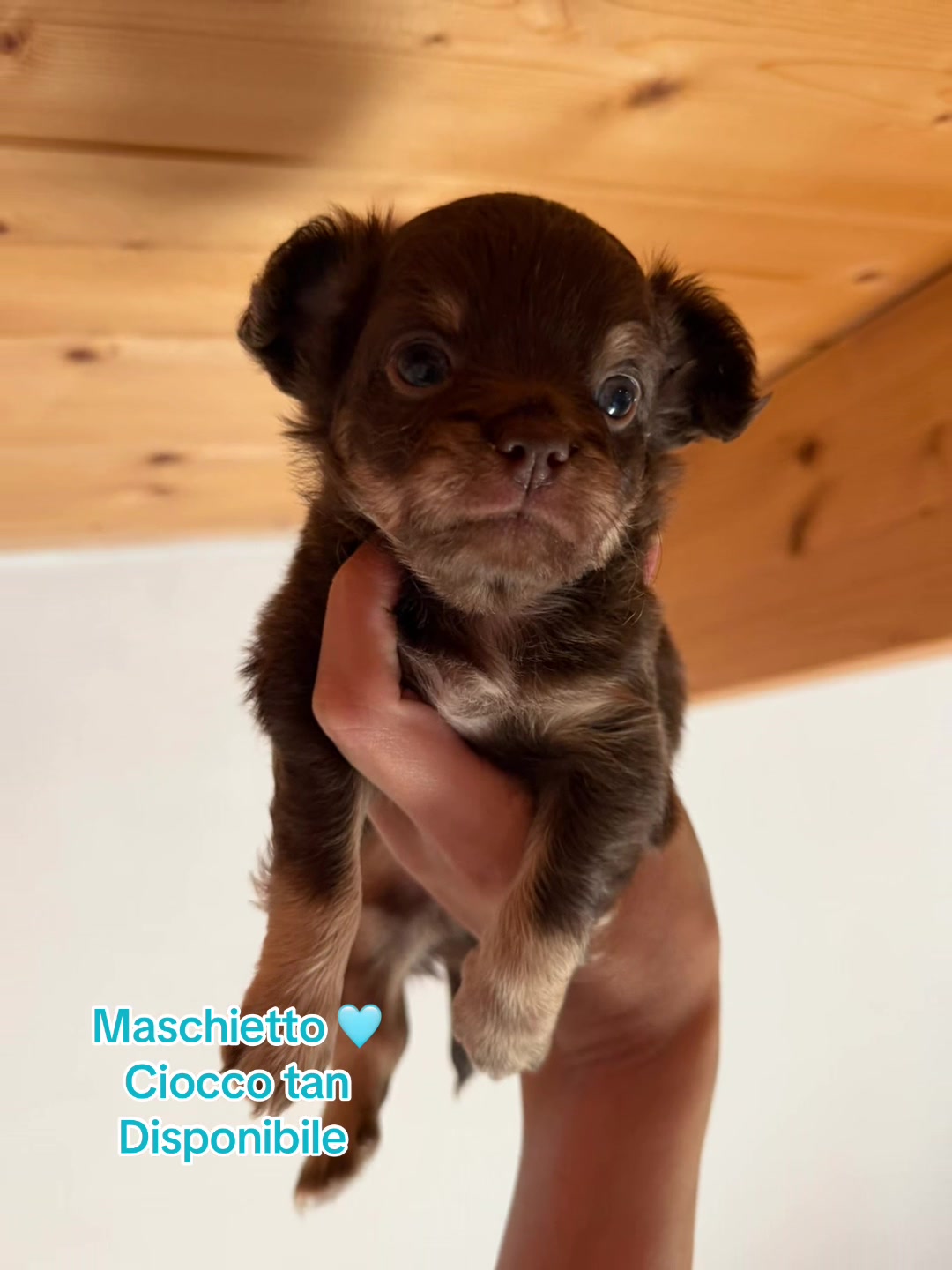 @Chihuahua Piccoli Tesori