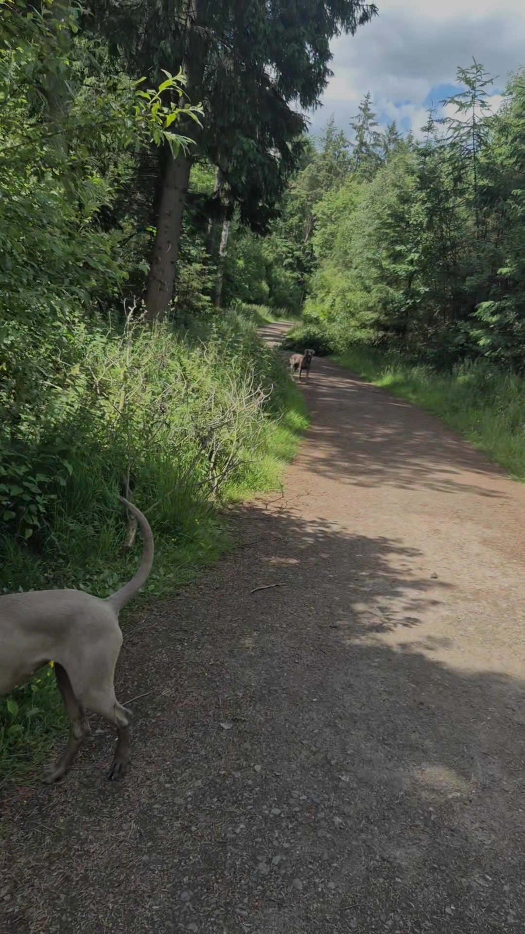 @Sabsky weimaraners