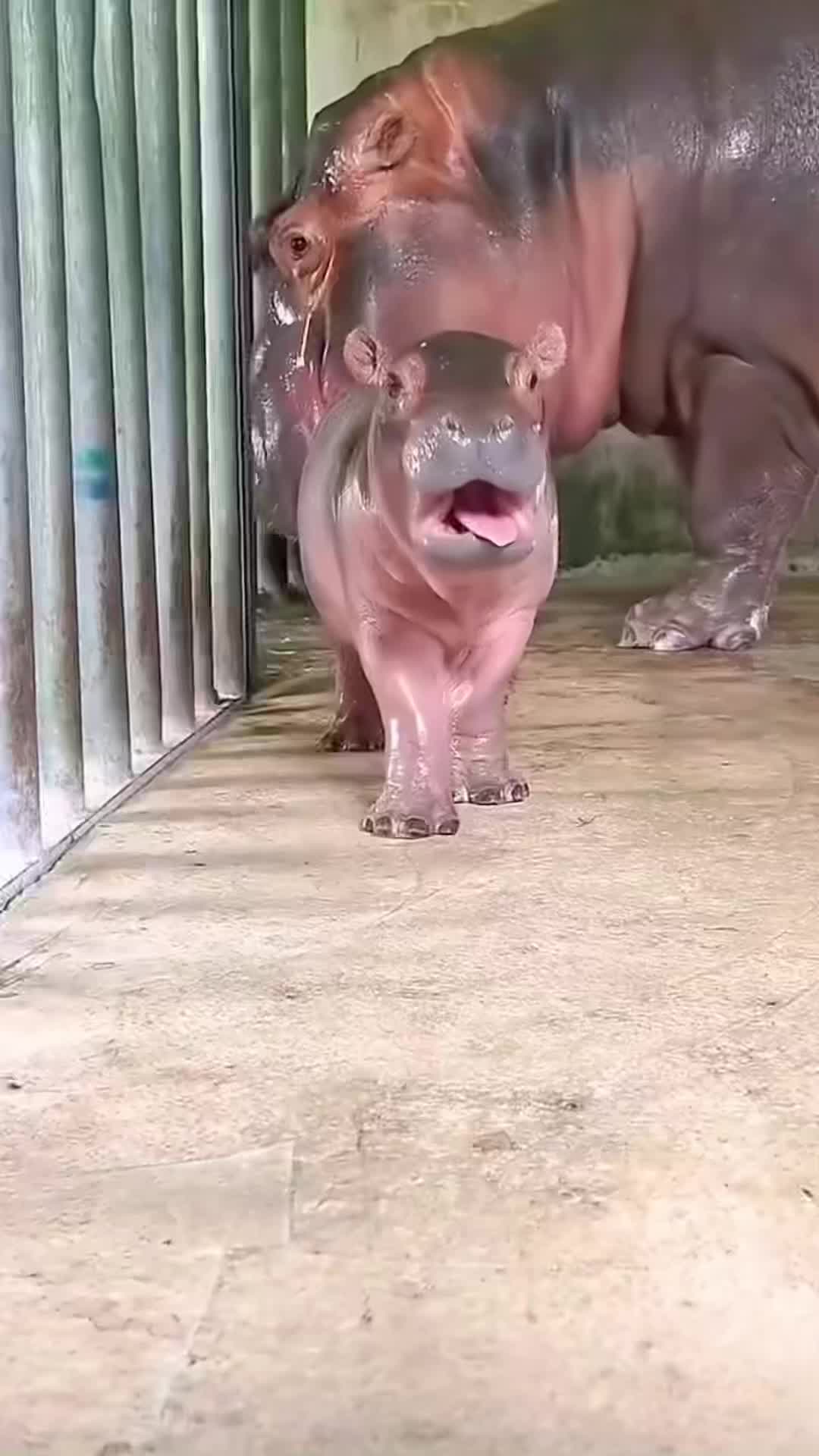 @babyhippoco