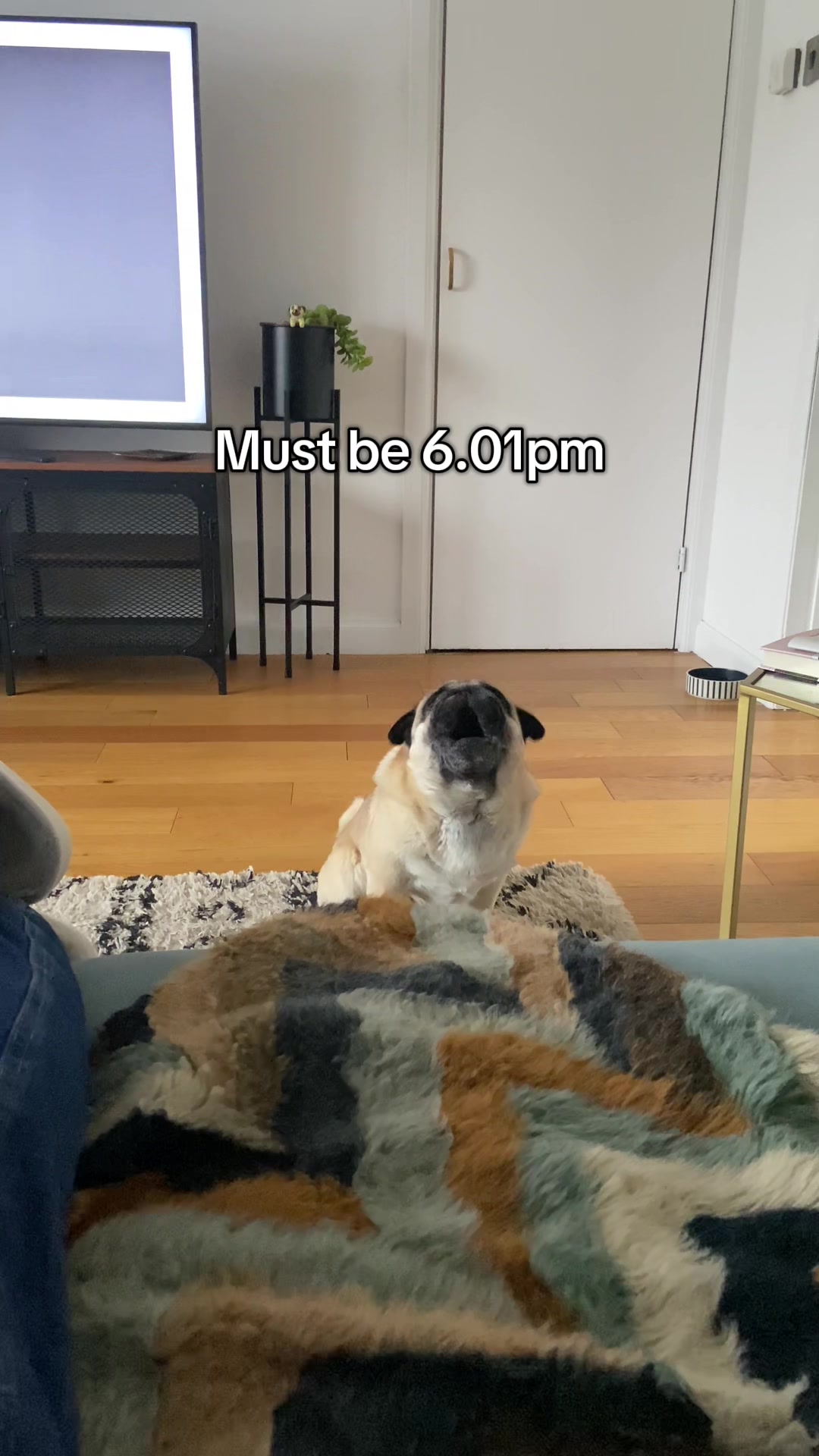@Wee Winston The Pug