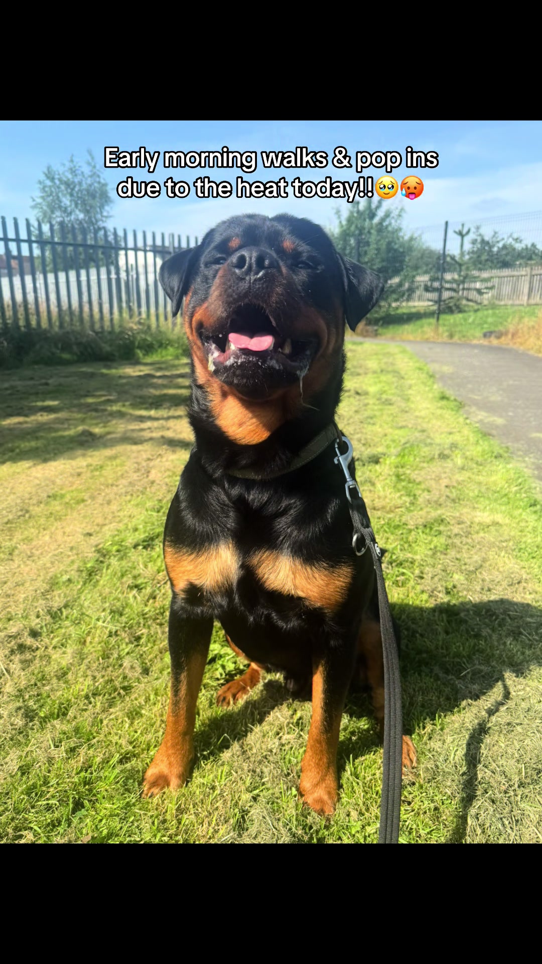 @Robyn’s Dog Walking Services