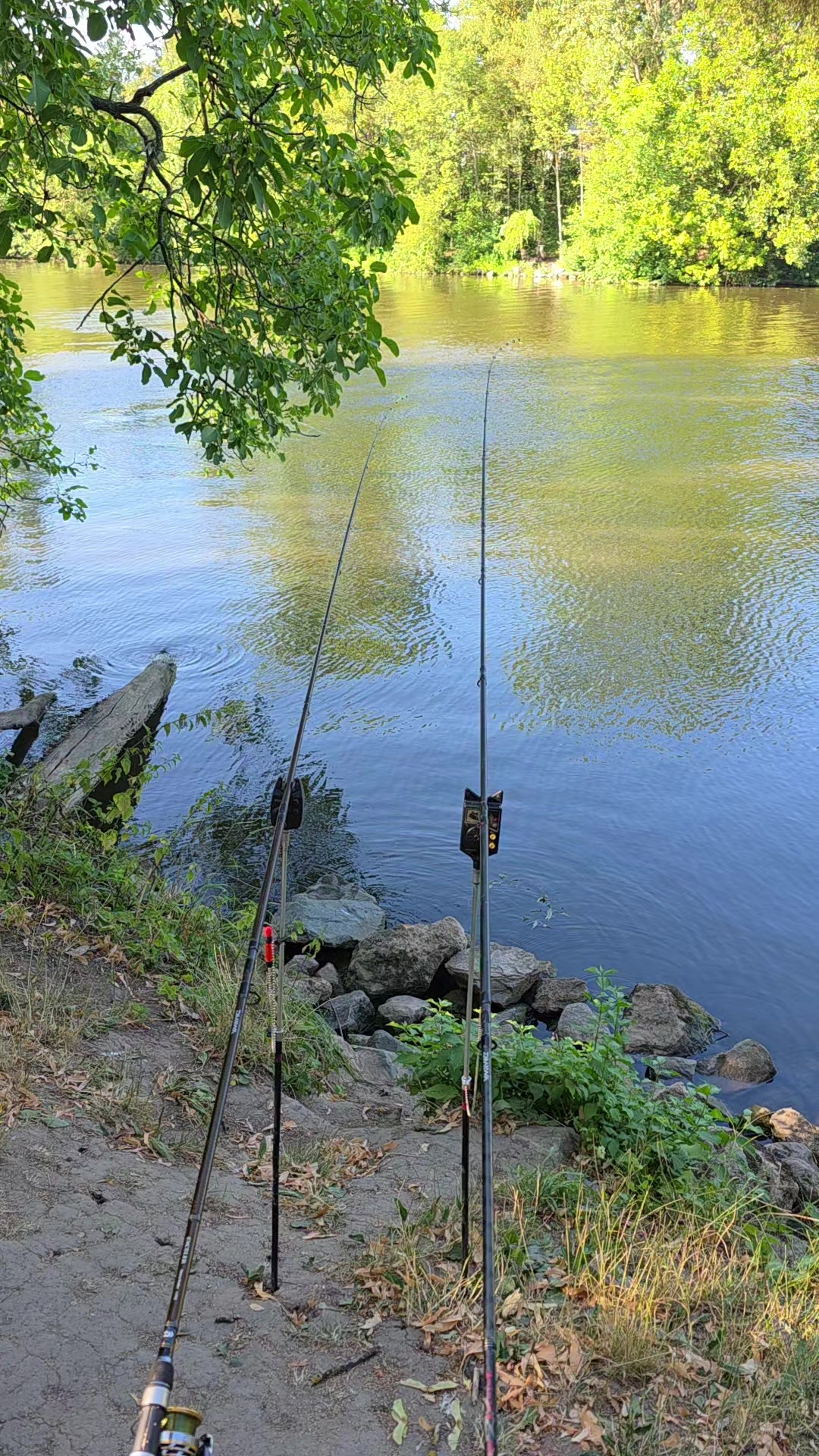 @🇷🇴Juncu🇩🇪🎣Pescar peNeckar