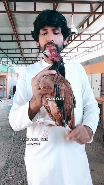 @Sajjad Aseel Farm