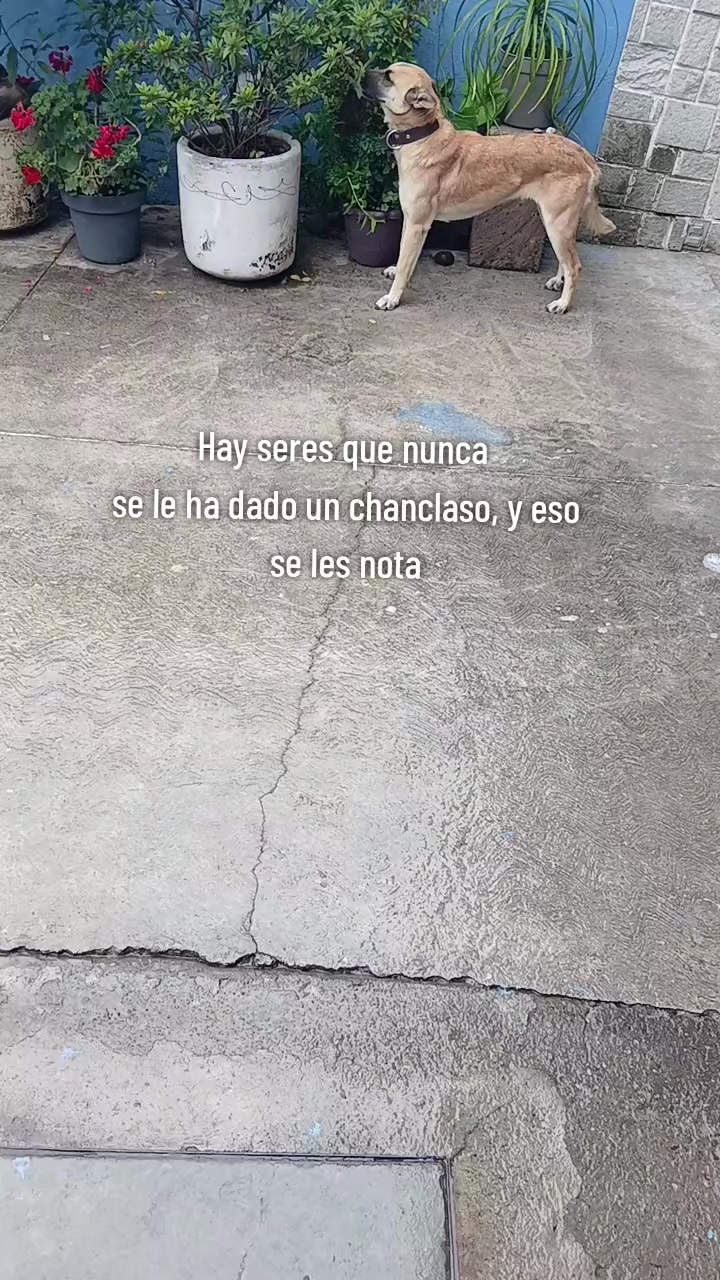 @Paloma Sandoval
